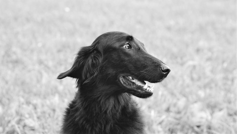 Dog Poop Pickup in Noblesville Indiana