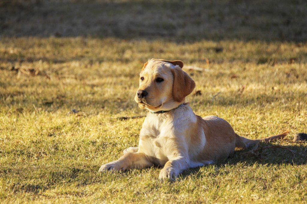 Dog Poop Pickup in Noblesville Indiana