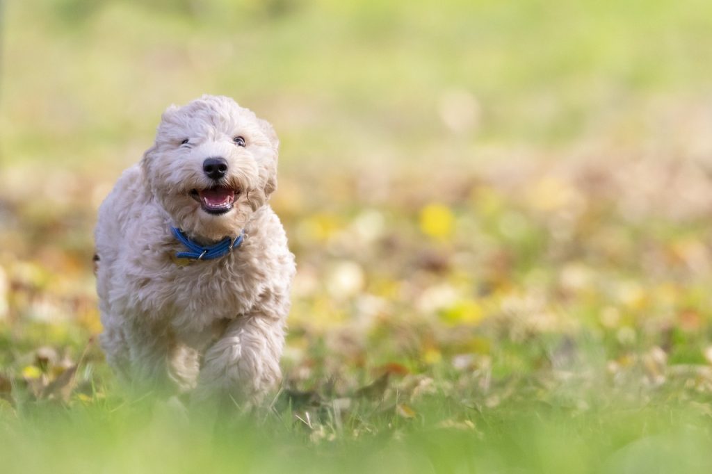 Dog Poop Pickup in Noblesville Indiana