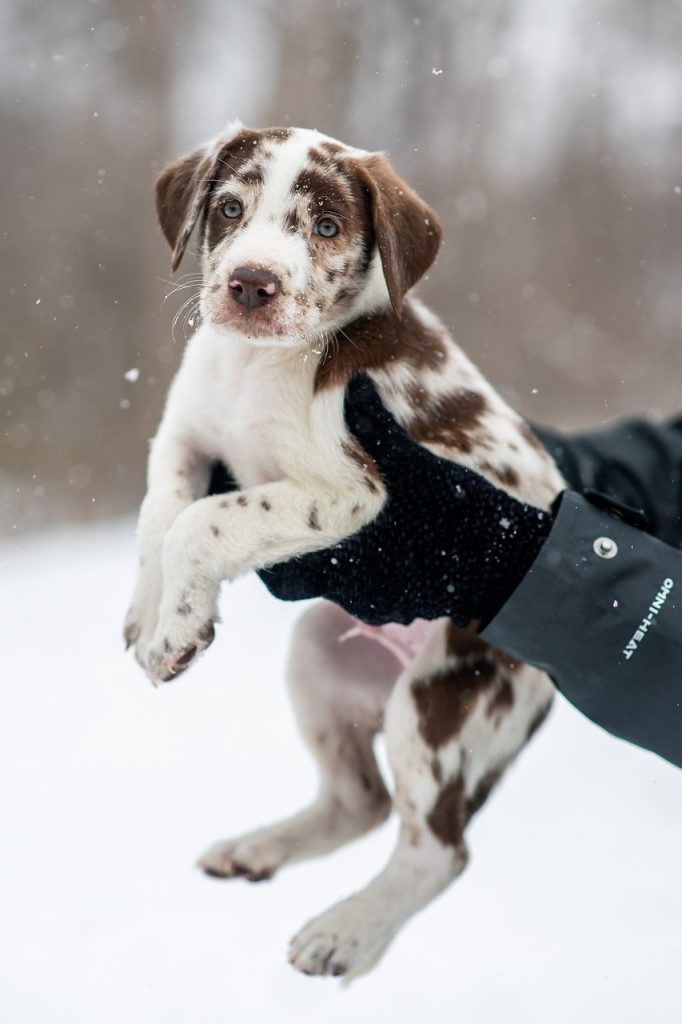 Dog Poop Pickup in Noblesville Indiana